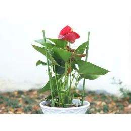 Supporto per fiori e ortaggi da 600 mm / Verde
