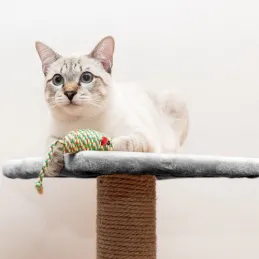 Albero per gatti CAT TREE 710 mm / Grigio