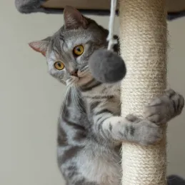 Albero per gatti CAT TREE 710 mm / Grigio
